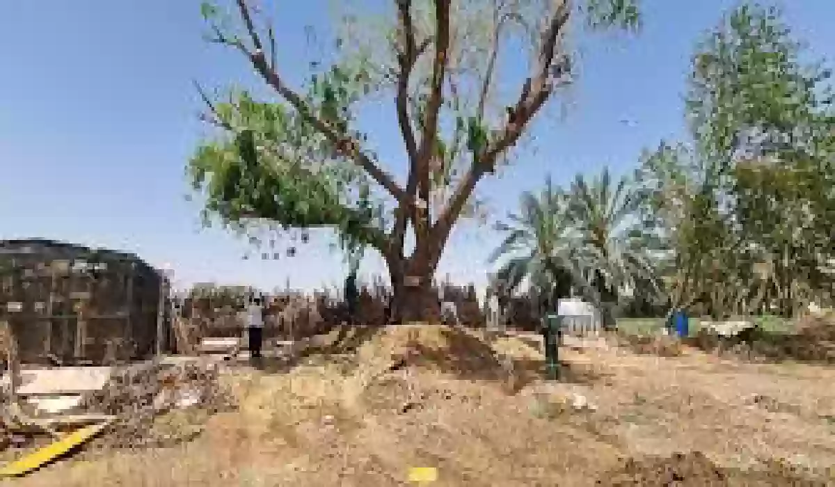 عمرها 100 عام.. زراعة شجرة بعد سقوطها بالقصيم.